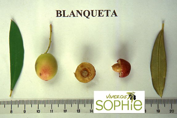 Variedad de olivo BLANQUETA